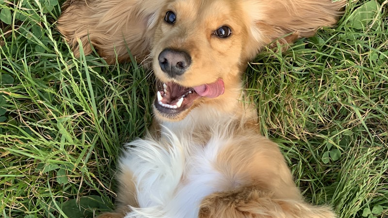 デンタルケアグッズ