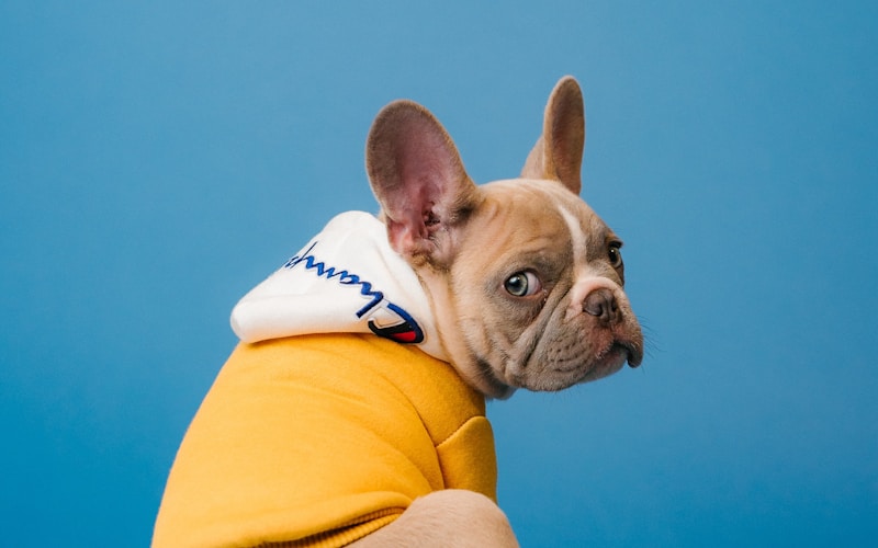 ドッグフードを食べる犬