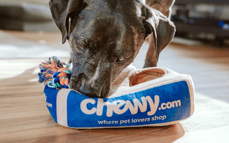 大型犬がフードを食べる