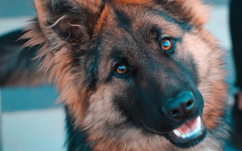 ドッグフードの保存容器