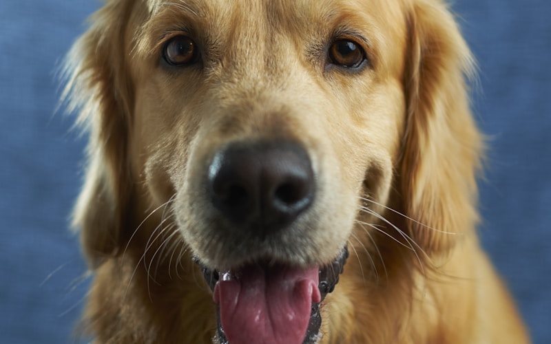 おもちゃで遊ぶ犬と飼い主