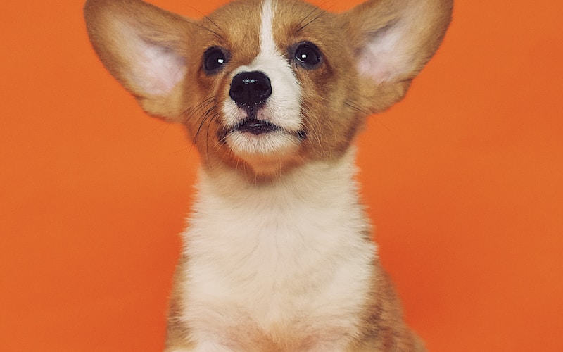 室内ドッグランで遊ぶ犬