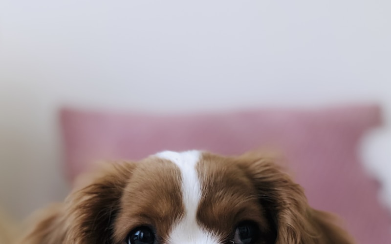 トリミング後の犬