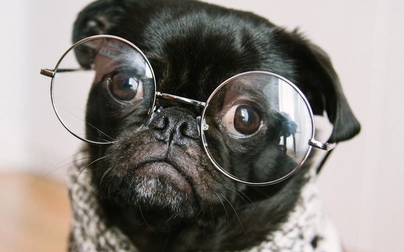 カフェでくつろぐ犬と飼い主