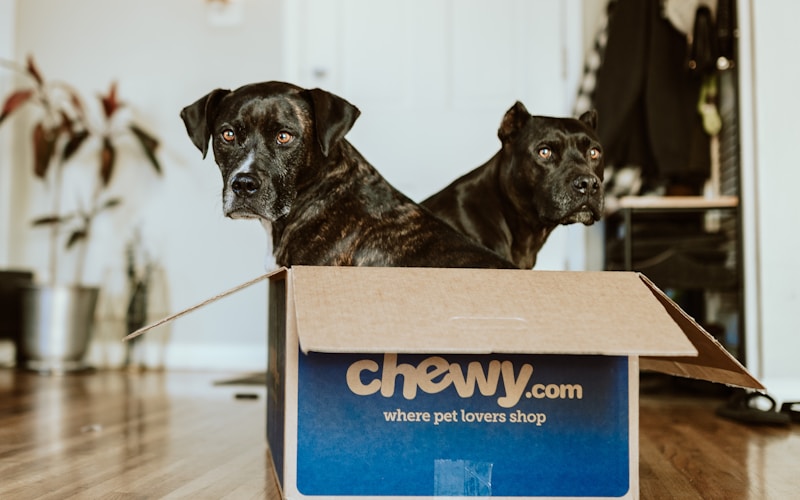 ゴールデンレトリバーがボールで遊ぶ