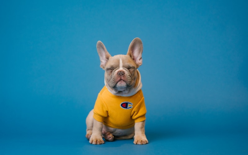 紅葉の中を走る犬