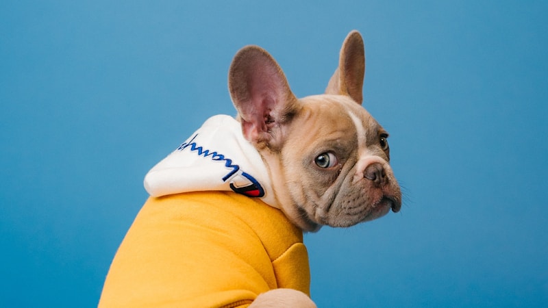 犬とカフェタイム