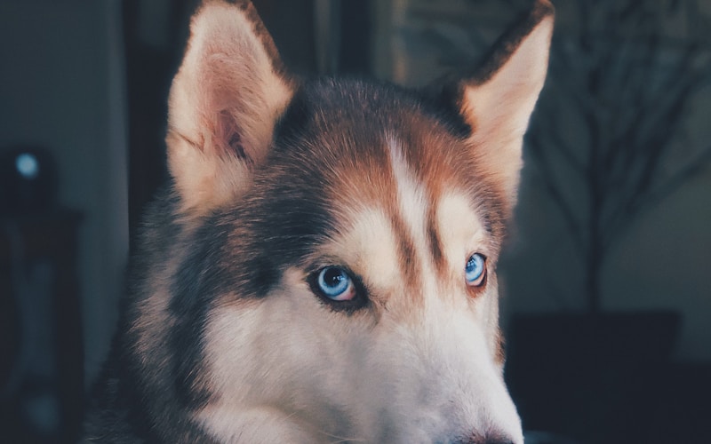 代々木公園の芝生エリア